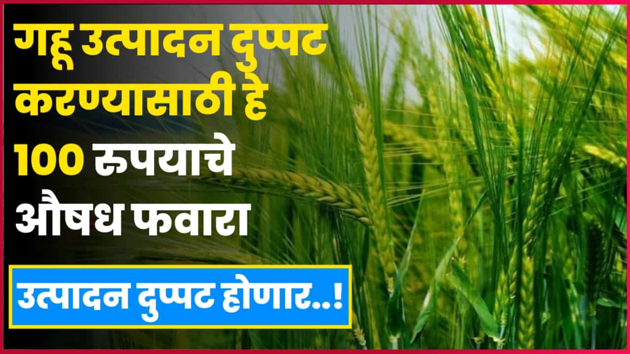 wheat farming Maharashtra